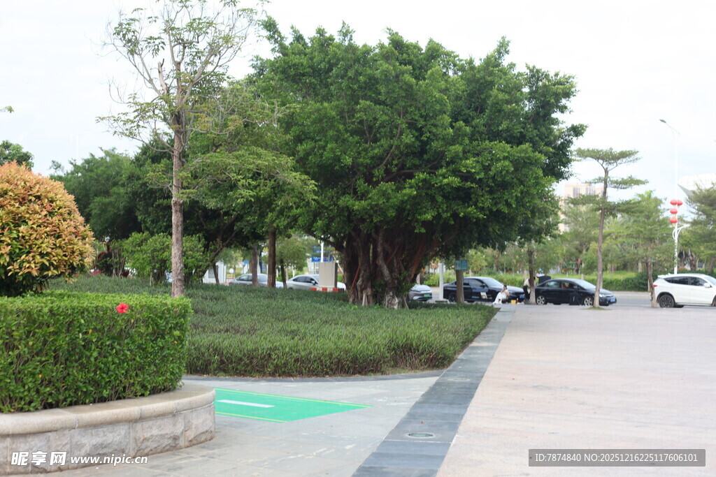 城市街边绿意盎然的景致