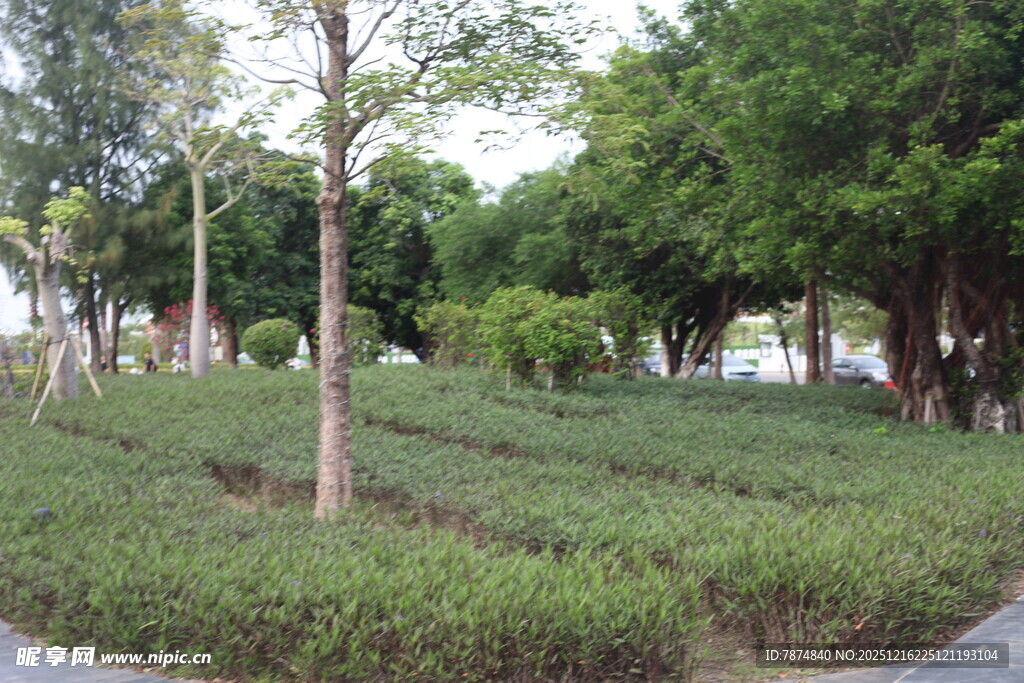 城市中的静谧绿植景观