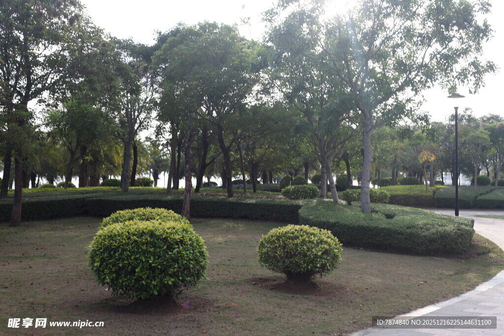 公园内的绿植景观