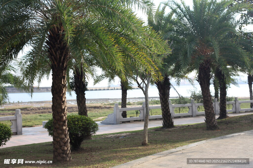 海滨棕榈树旁的步道