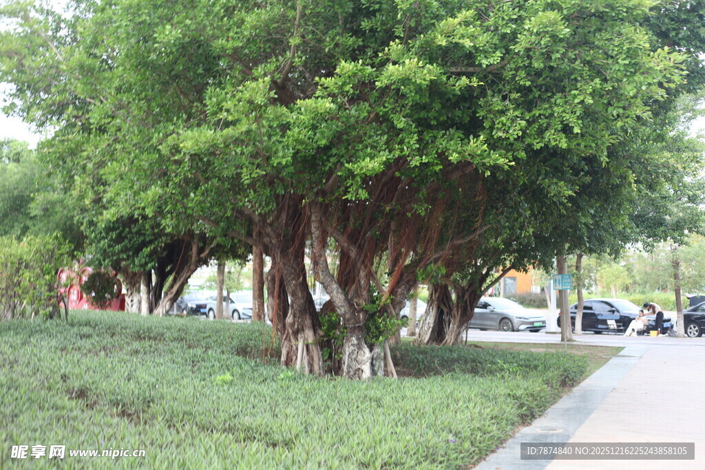 路边葱郁榕树景观