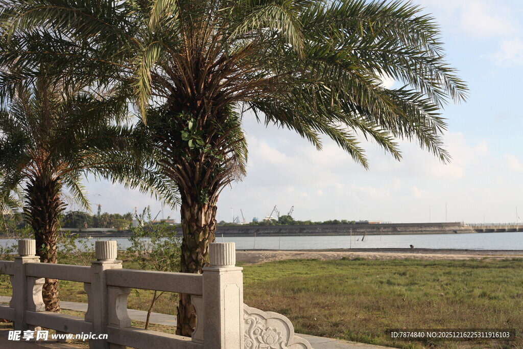 湖畔棕榈与白色围栏景致
