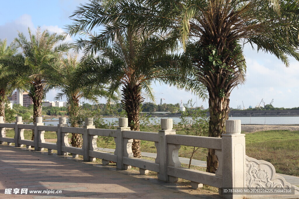 海滨步道旁的棕榈树景观
