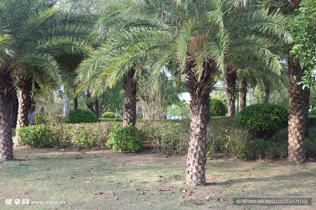 户外棕榈树景观