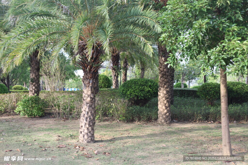 户外棕榈树林景观