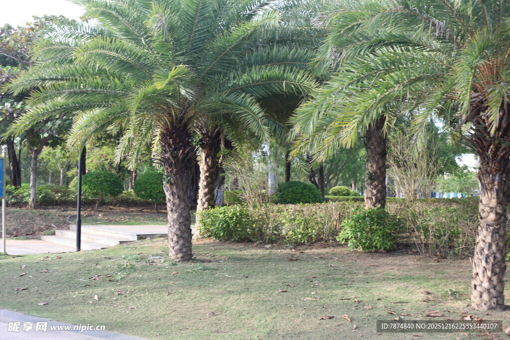 户外棕榈树景观
