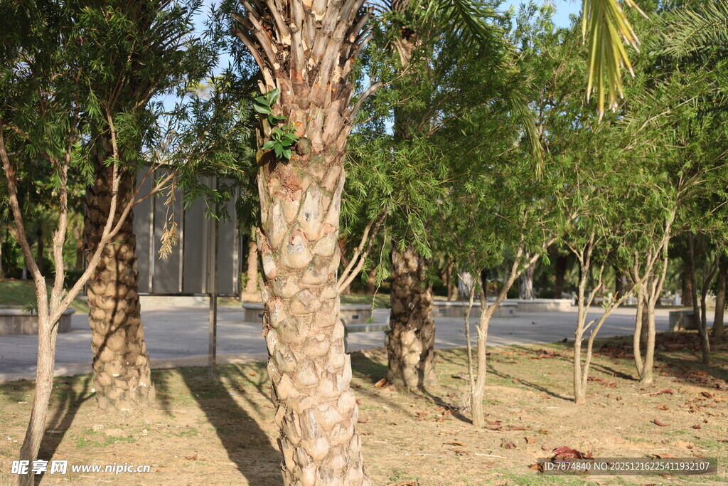 林荫小道旁的挺拔树木