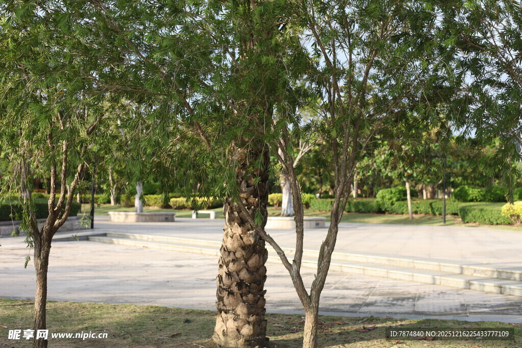 公园绿树成荫的开阔场景