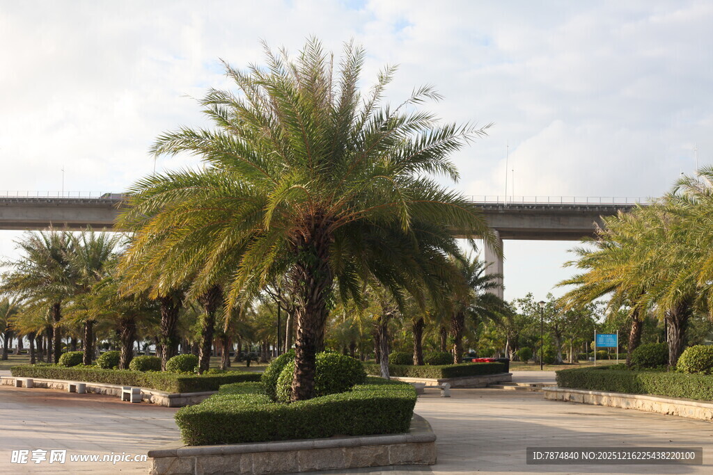道路旁的棕榈树景观