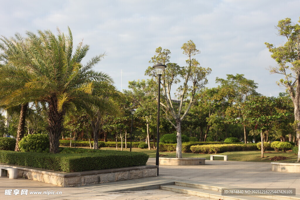 城市公园中的绿植景观