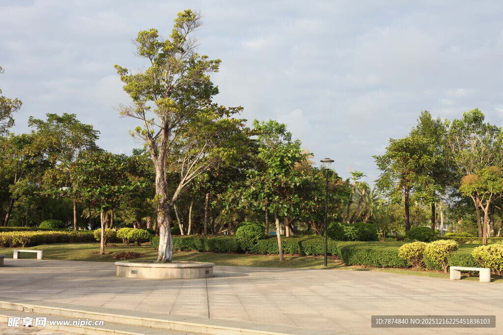 公园开阔场地与葱郁树木