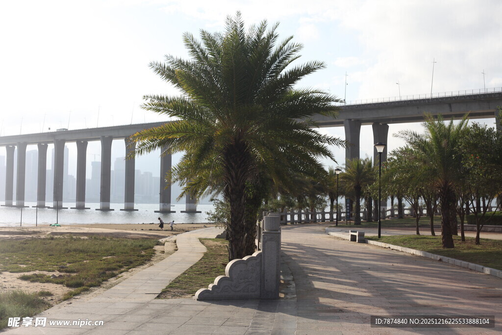 海滨棕榈与跨海大桥景观
