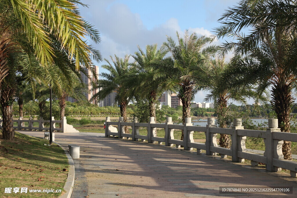 海滨椰林旁的休闲步道
