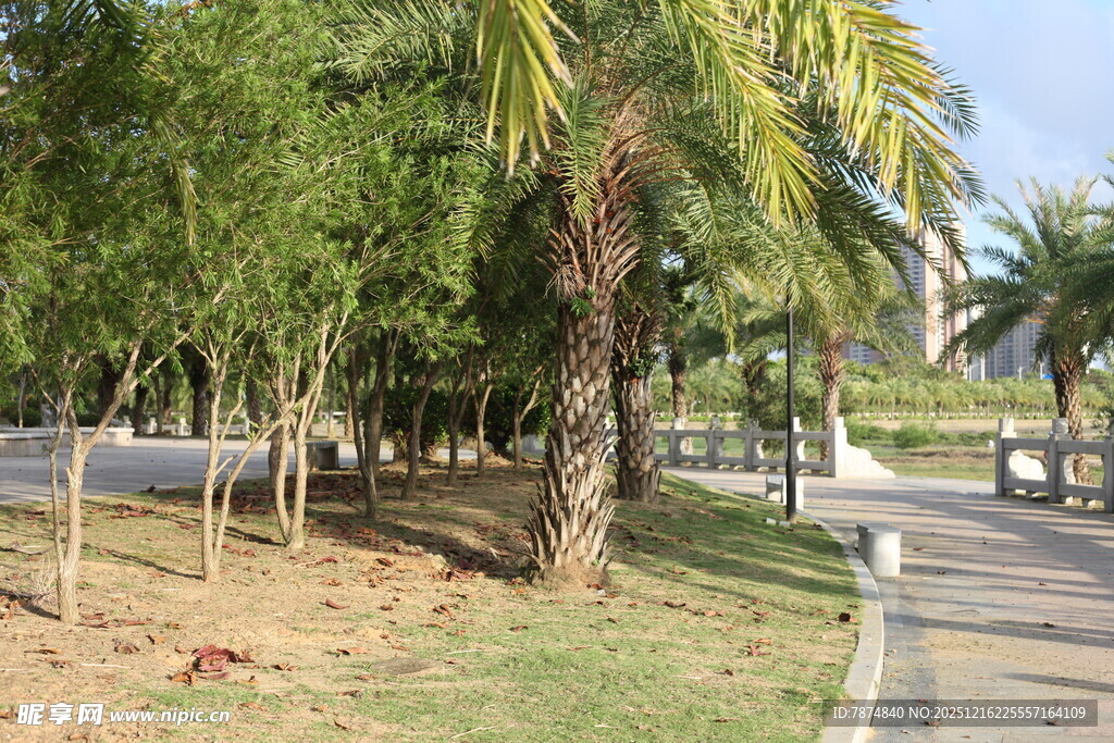 林荫步道旁的葱郁树木