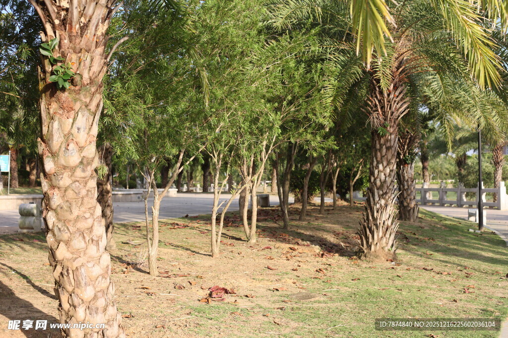 公园内的树木与开阔草地