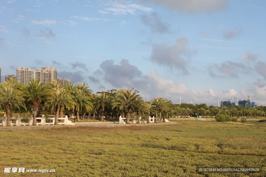 海滨草地与椰树风景