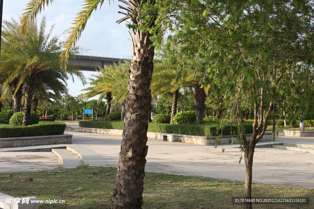 公园内的树木与开阔步道