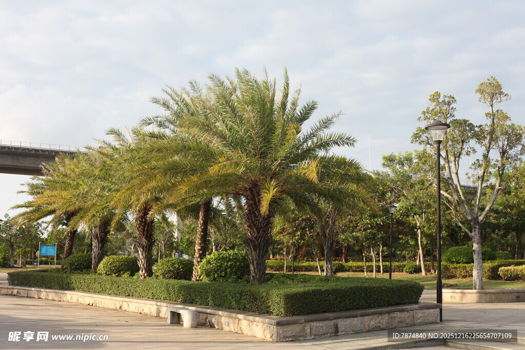 城市道路旁的棕榈树景观