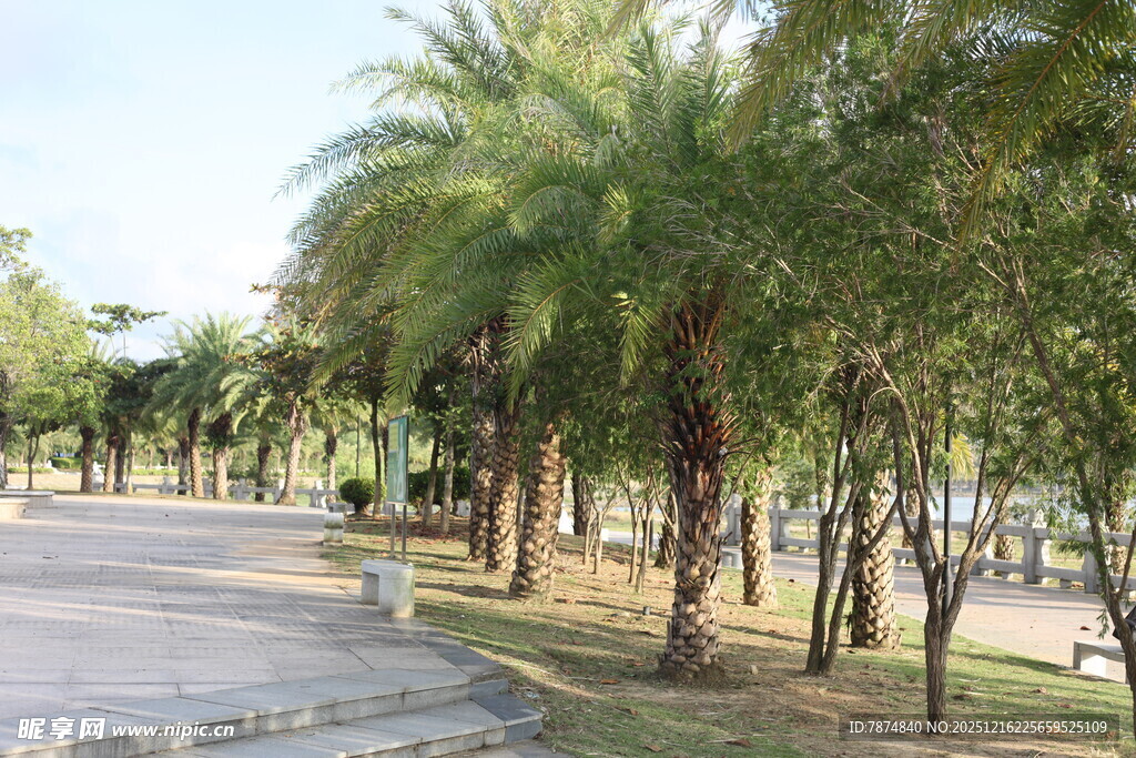 林荫小道旁的高大棕榈树