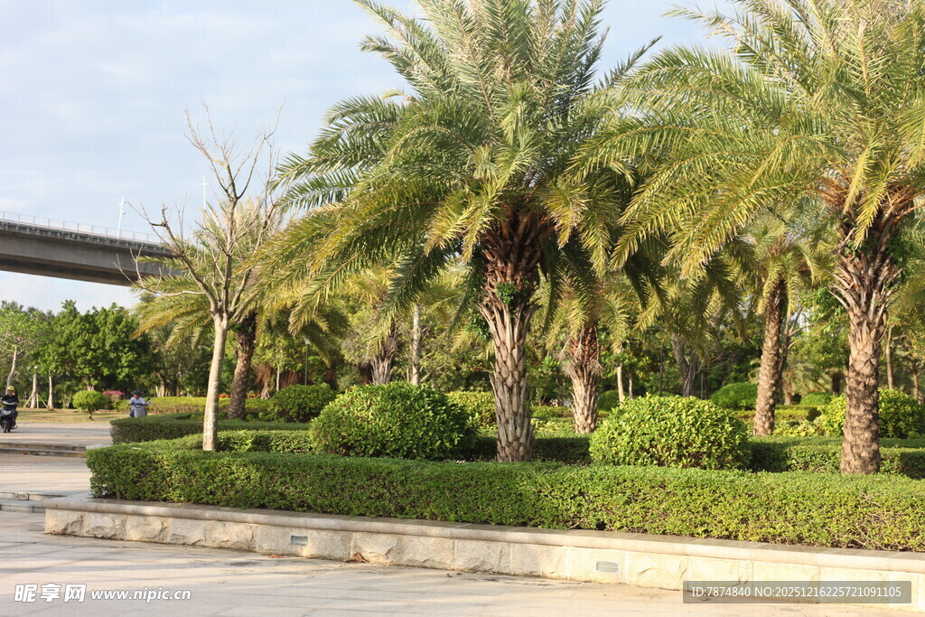 道路旁的棕榈树景观