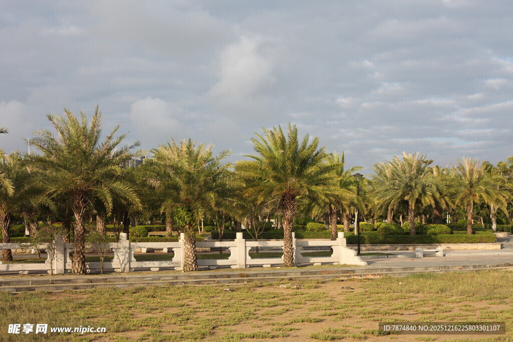 海滨椰林景观