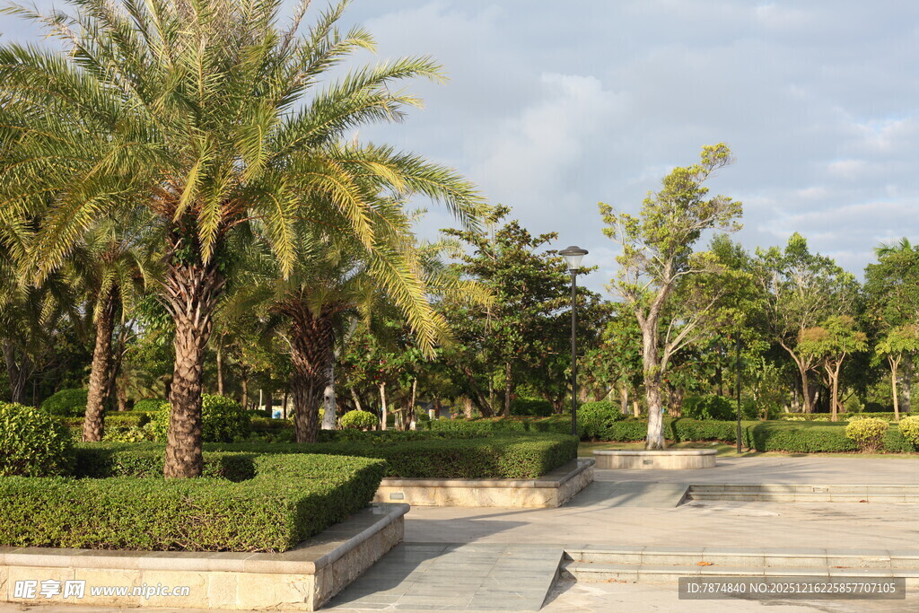 公园中的棕榈树与步道