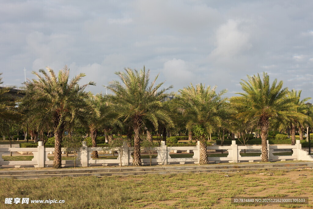 户外棕榈树景观