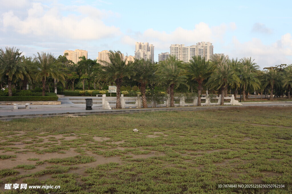 城市中的开阔绿地与棕榈树