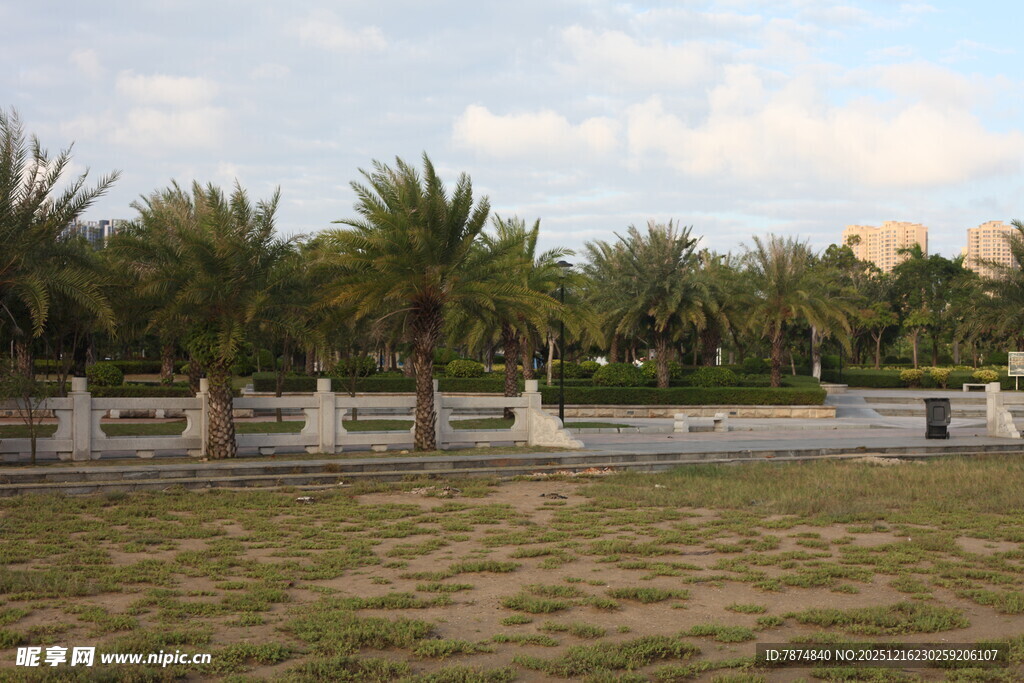 户外开阔草地与棕榈树景观