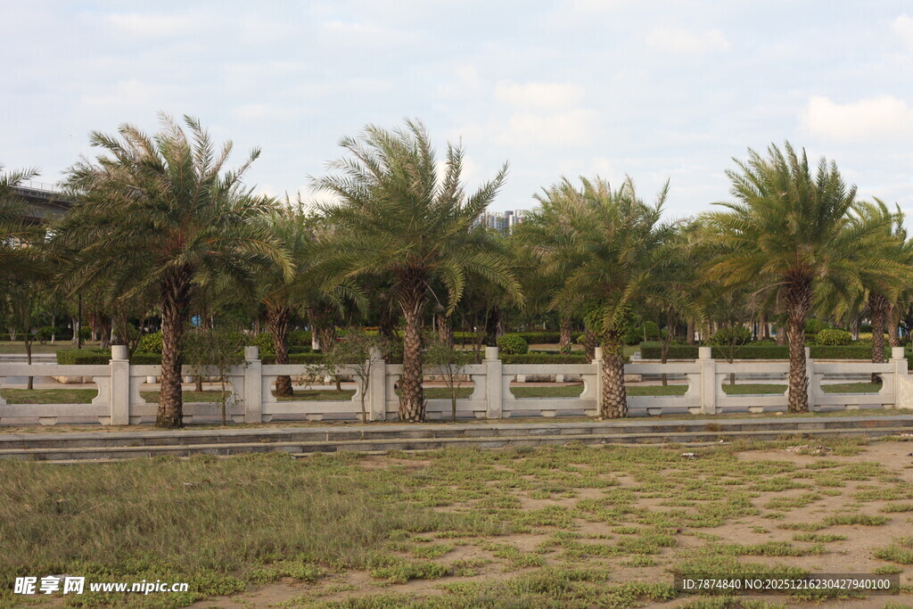 户外棕榈树与围栏景观