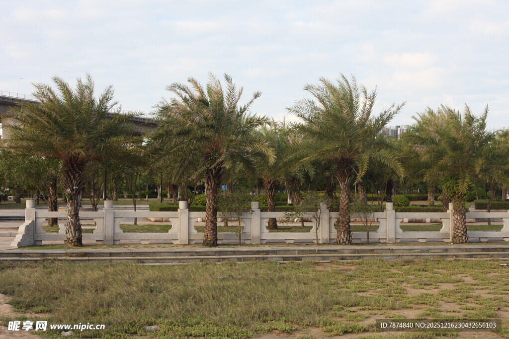 户外棕榈树景观