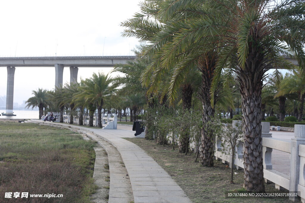 河畔棕榈小道与远处桥梁