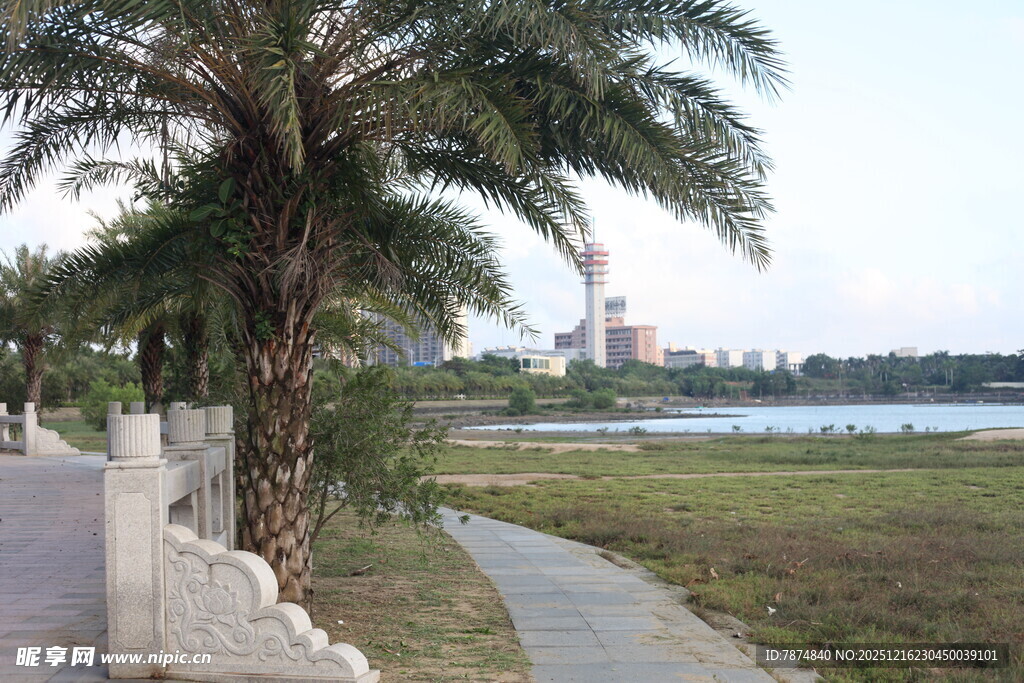 海滨棕榈树旁的宁静步道
