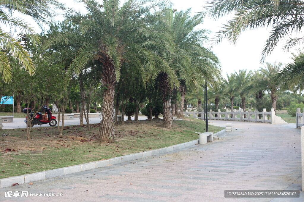 林荫小道旁的棕榈树景观