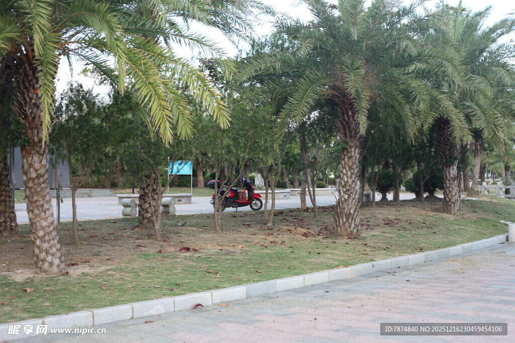 路边成排棕榈树景观