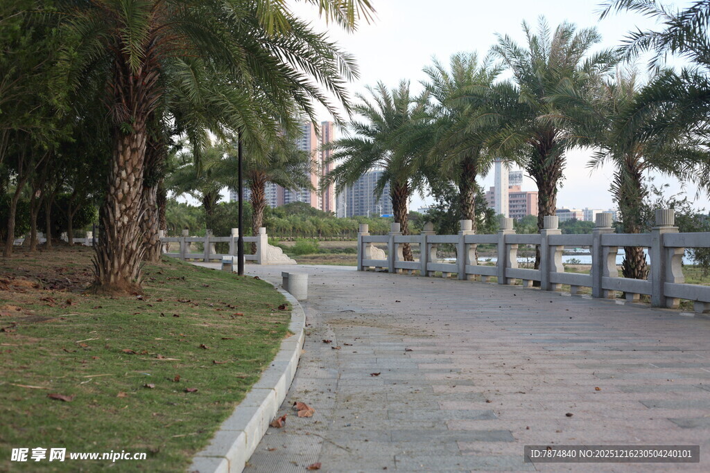 海滨椰树环绕的休闲步道