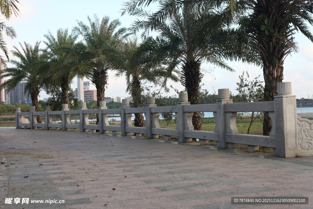 海滨步道旁的椰树与围栏