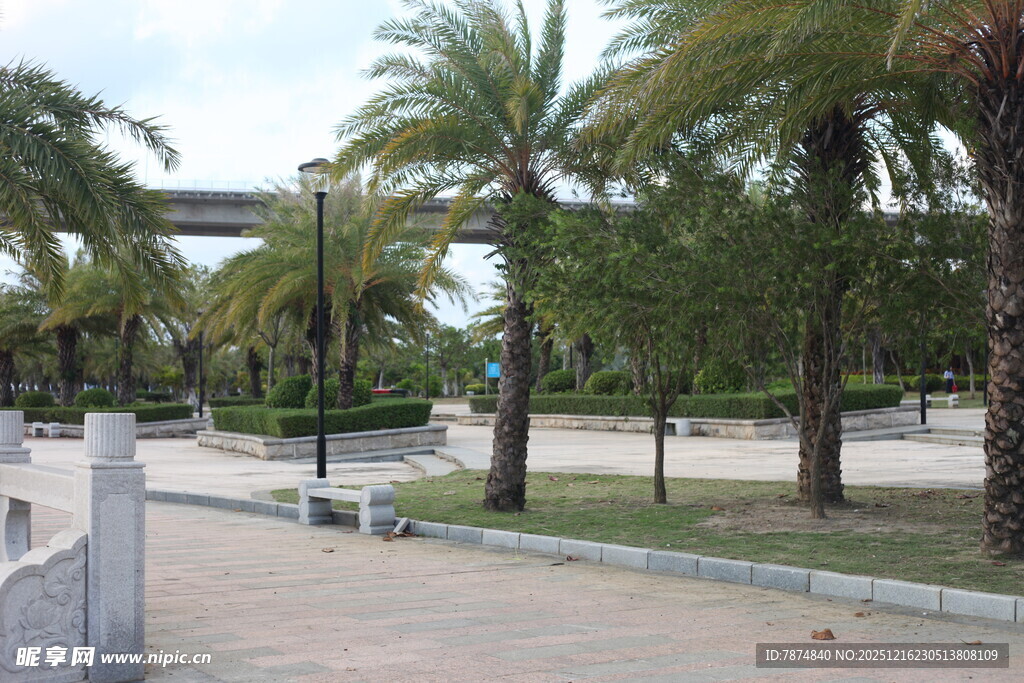 椰树成排的休闲户外场景