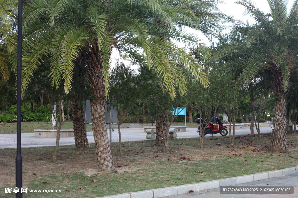 路边的棕榈树景观