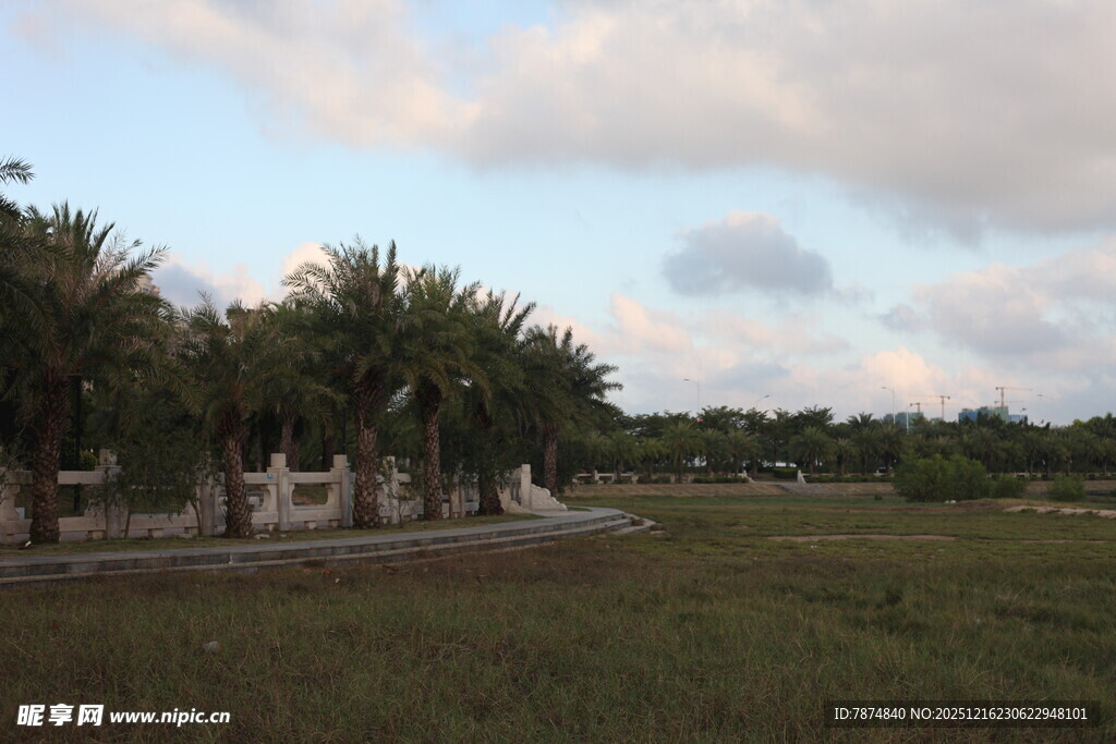 田野边的棕榈树景观