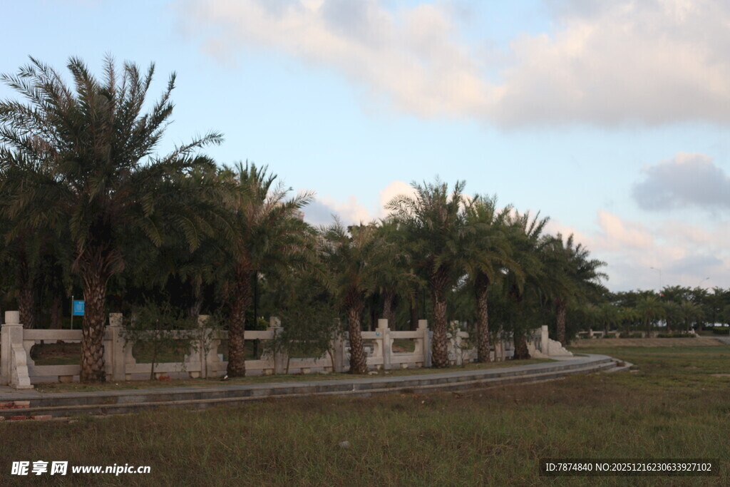椰树成排的开阔风景