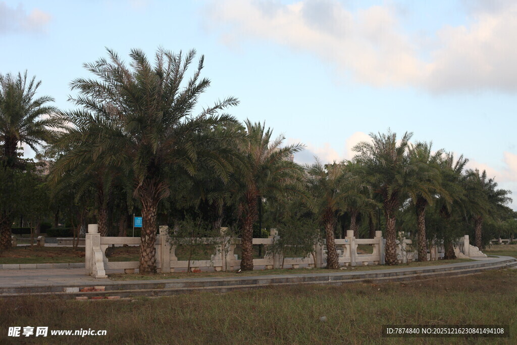 道路旁的棕榈树景观