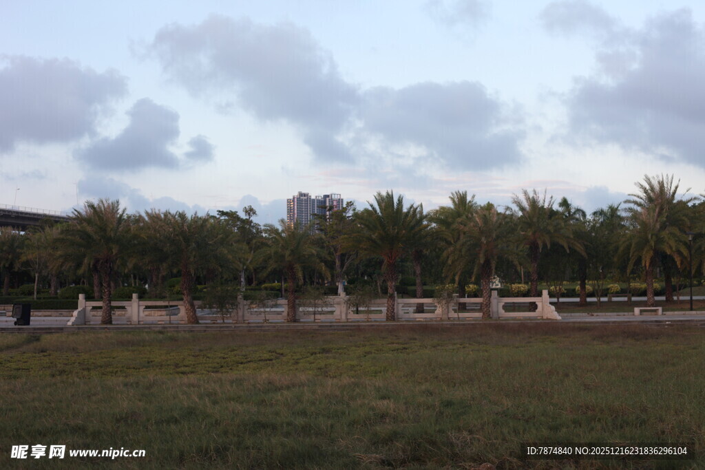 户外草地与树木风景