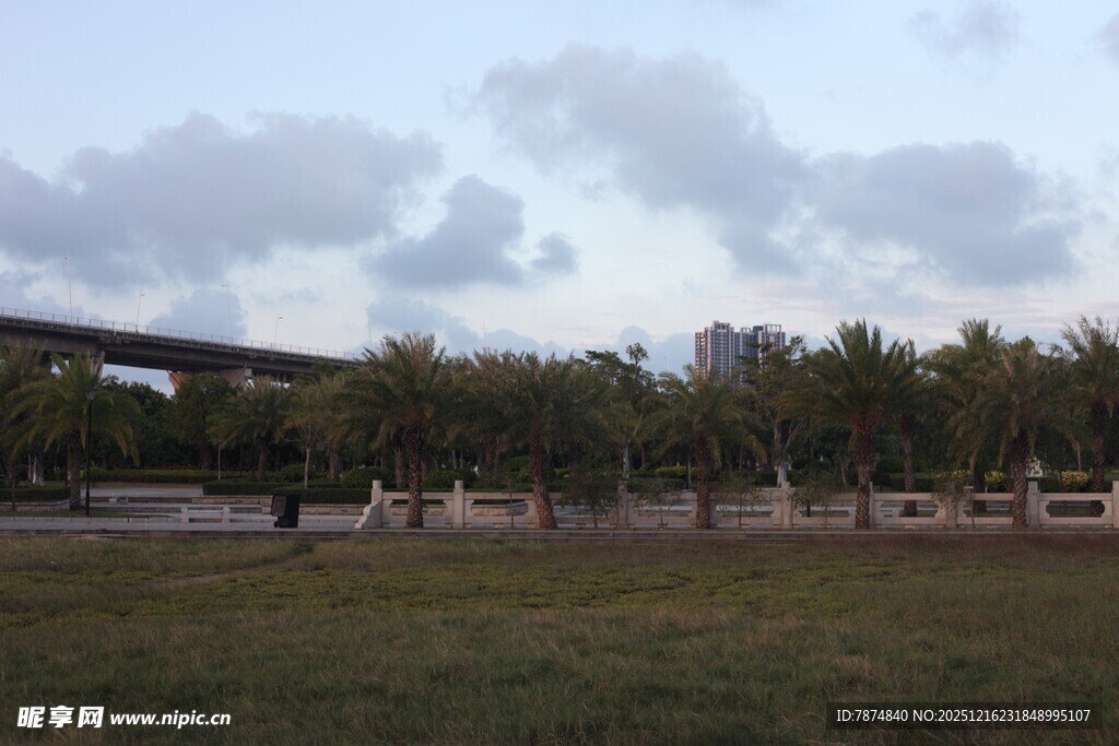 户外草地与椰树风景