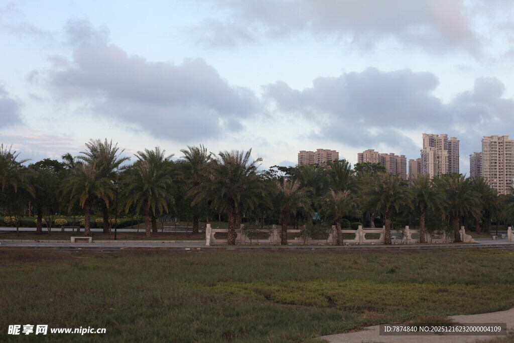 城市边的草地与椰林景观