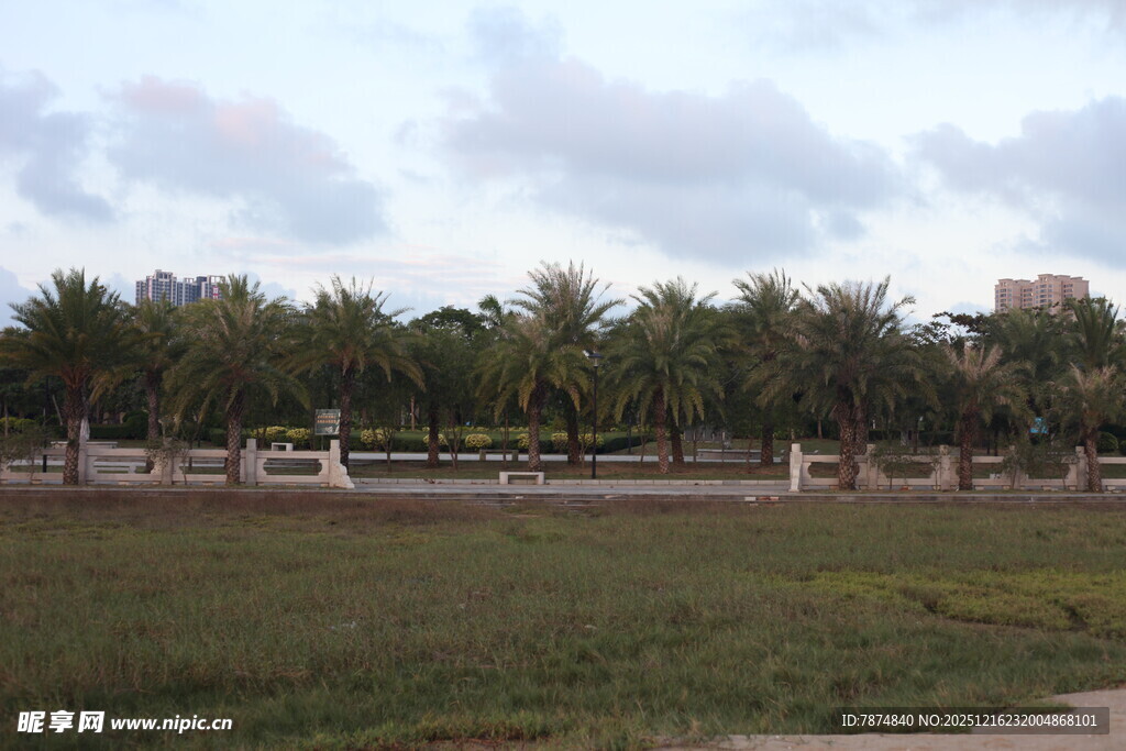 户外草地与椰树景观