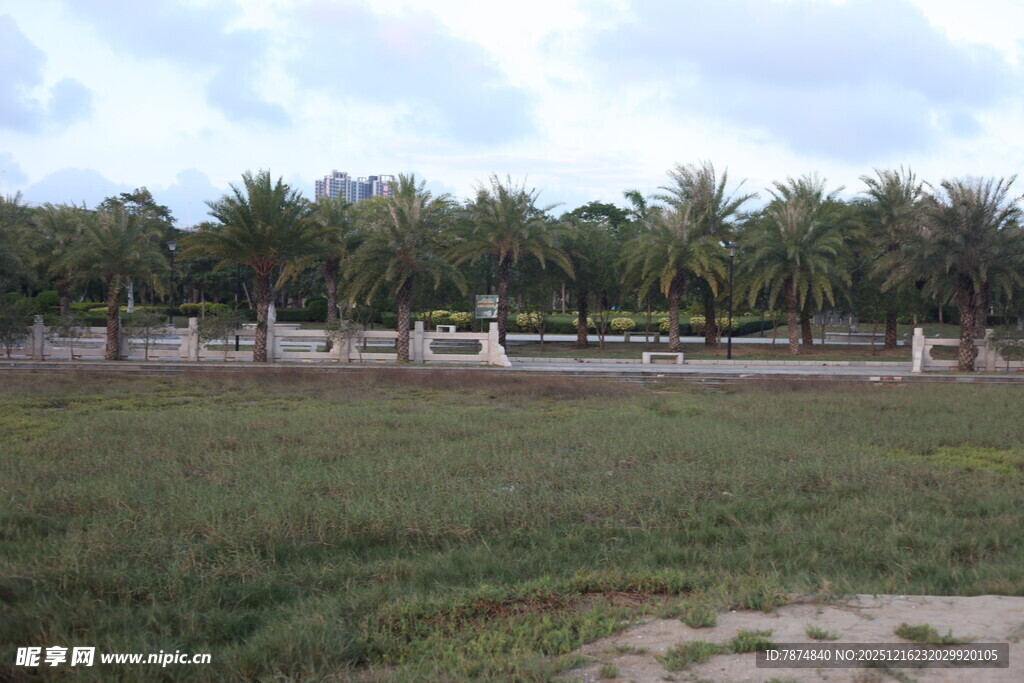 开阔草地与远处棕榈树林