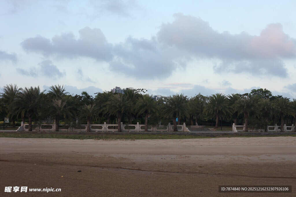 海边黄昏下的树木与沙滩