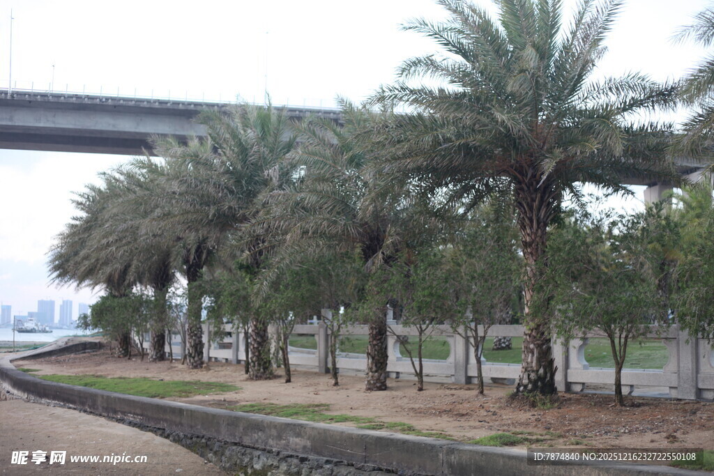 河畔棕榈树景观