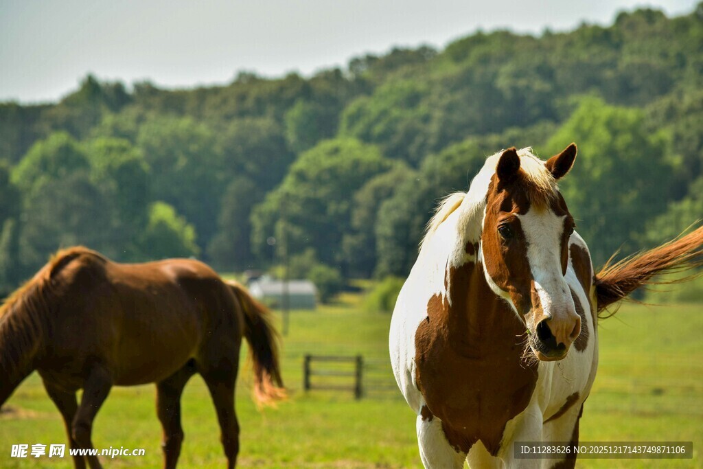 草地上的两匹马